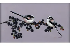 No frame image, click to enlarge