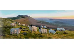 No frame image, click to enlarge