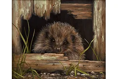 No frame image, click to enlarge