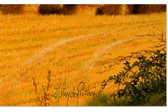 Signature image, click to enlarge