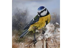 No frame image, click to enlarge