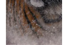 Signature image, click to enlarge
