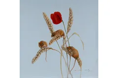 No frame image, click to enlarge