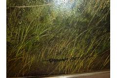 Signature image, click to enlarge
