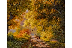 No frame image, click to enlarge