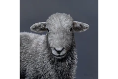 No frame image, click to enlarge