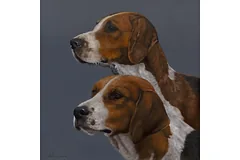 No frame image, click to enlarge