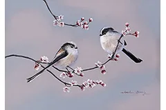 Large image, click to enlarge