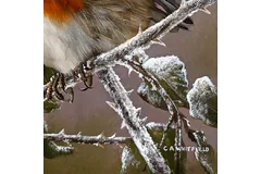 Signature image, click to enlarge