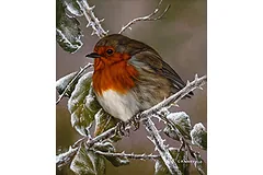 Large image, click to enlarge