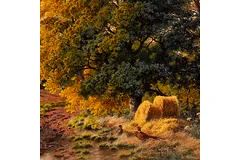 Signature image, click to enlarge