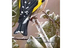 Signature image, click to enlarge