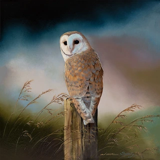 No frame image, click to enlarge