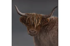 No frame image, click to enlarge