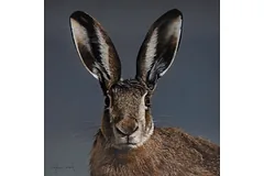 No frame image, click to enlarge