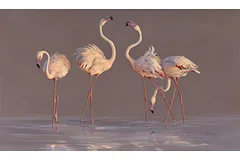 No frame image, click to enlarge