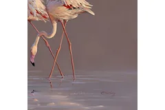 Signature image, click to enlarge