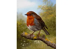 No frame image, click to enlarge