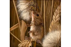 No frame image, click to enlarge