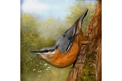 No frame image, click to enlarge