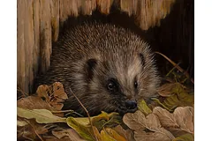 No frame image, click to enlarge