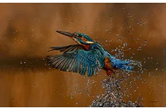 No frame image, click to enlarge