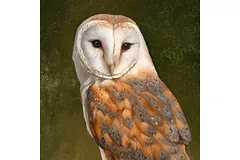 Additional image of Barn Owl by Carl Whitfield, click to enlarge