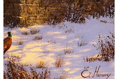 Signature image, click to enlarge