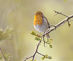 Large image, click to enlarge
