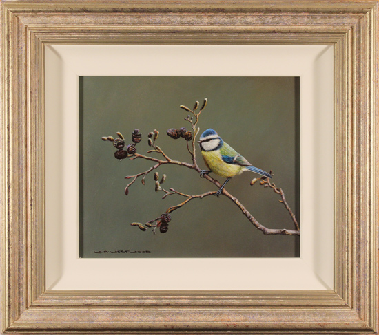 Wayne Westwood, Original oil painting on panel, Blue Tit, click to enlarge