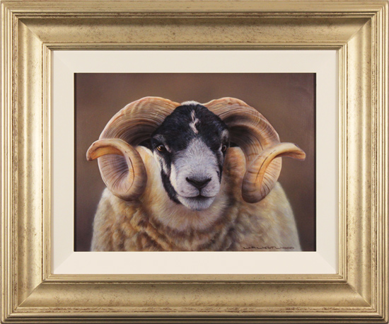 Wayne Westwood, Original oil painting on panel, Swaledale Ram, click to enlarge