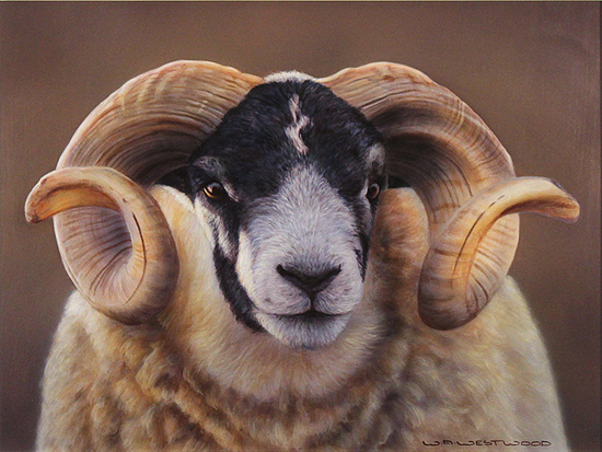 Wayne Westwood, Signed limited edition print, Swaledale Ram