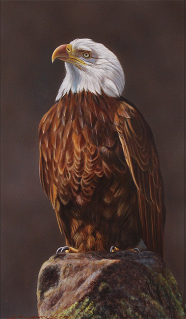 Wayne Westwood, Original oil painting on panel, American Bald Eagle  Without frame image. Click to enlarge