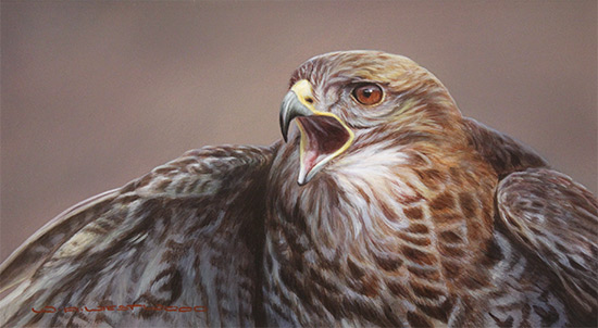 Wayne Westwood, Original oil painting on panel, Buzzard  Without frame image. Click to enlarge