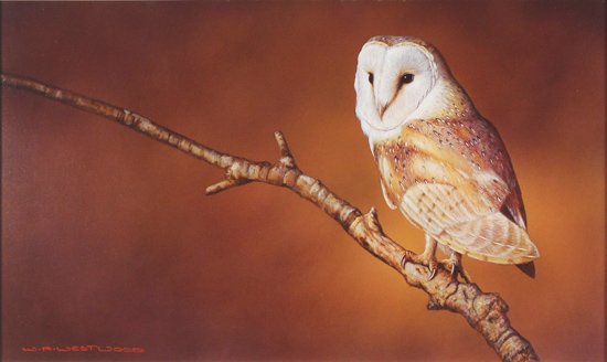 Wayne Westwood, Original oil painting on panel, Barn Owl Without frame image. Click to enlarge