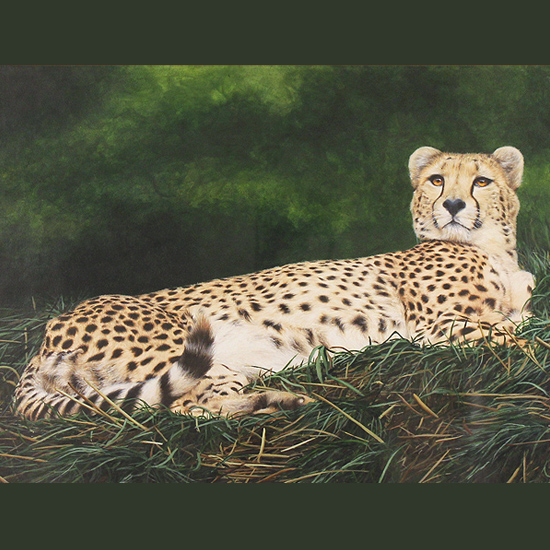 Animalia 2017