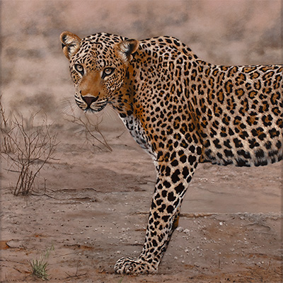 Stephen Park, Leopard, Original oil painting on panel